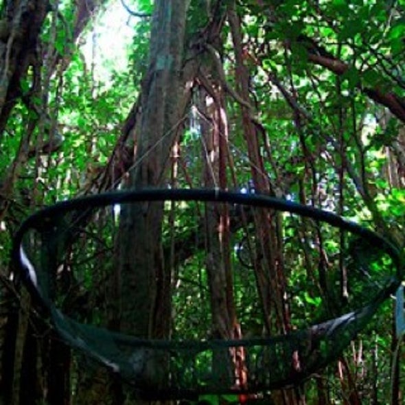 Avian Silence: Without Birds to Disperse Seeds, Guam's Forest Is Changing