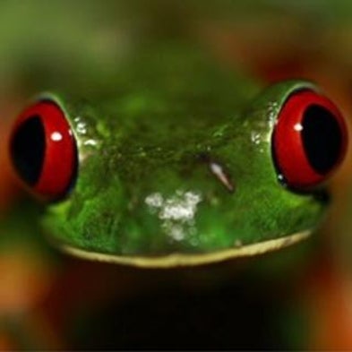 Rare Frog Species Bear the Brunt of Chytrid, a Deadly Fungal Disease