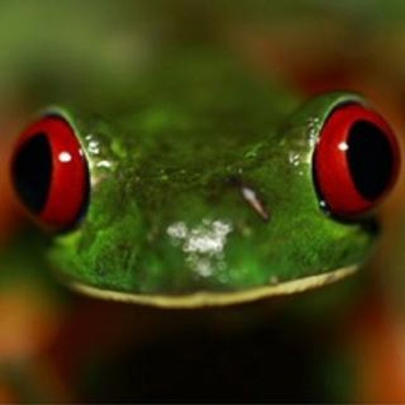 Rare Frog Species Bear the Brunt of Chytrid, a Deadly Fungal Disease