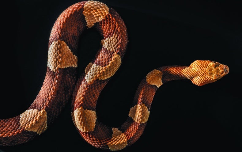 How Facebook Is Saving Snakes