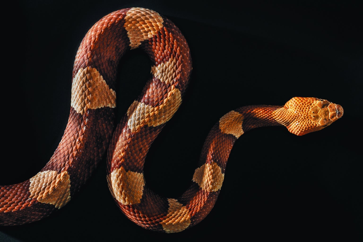 Why Do Hognose Snakes Play Dead? - Reptiles Magazine