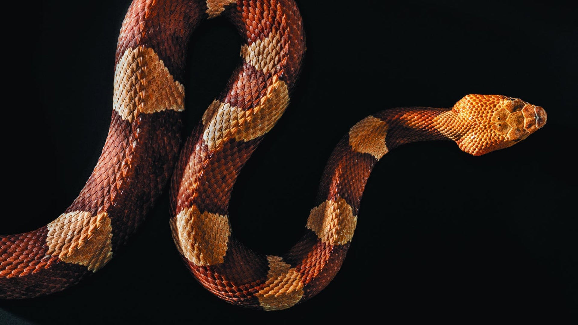 How Facebook Is Saving Snakes | Scientific American