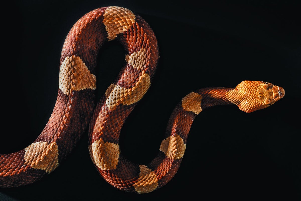 Slither.io - Snakes on a plain (background)