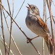 Bird's Song Staying Power Implies Culture
