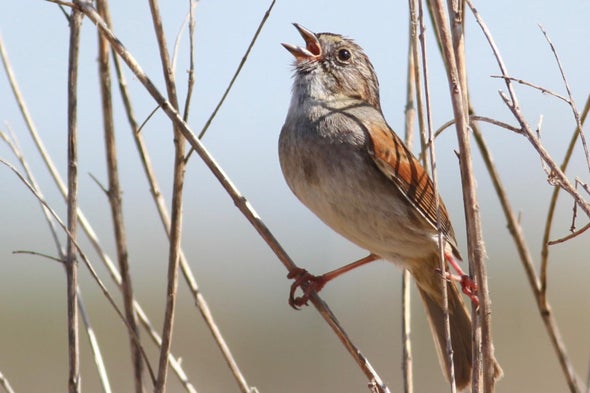 Bird's Song Staying Power Implies Culture