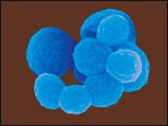 Genome Swap Turns One Microbe into Another