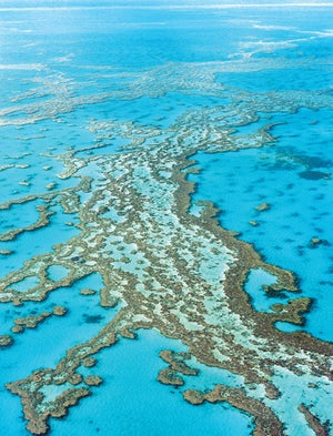 Explorer Pleads to Save the Great Barrier Reef - Scientific American