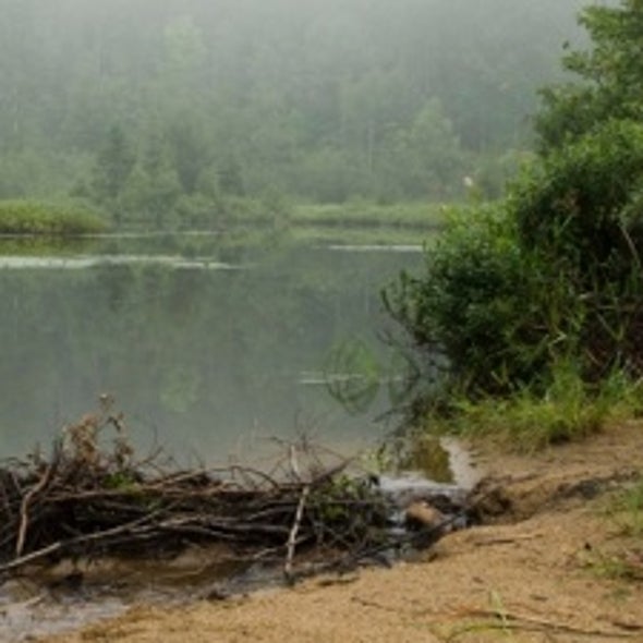 Scrutinizing Swamp Gas: Model Helps Predict Global Wetland Greenhouse Emissions