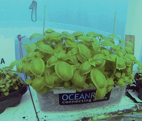 Strawberries, Basil and Beans Thrive in Underwater Greenhouses