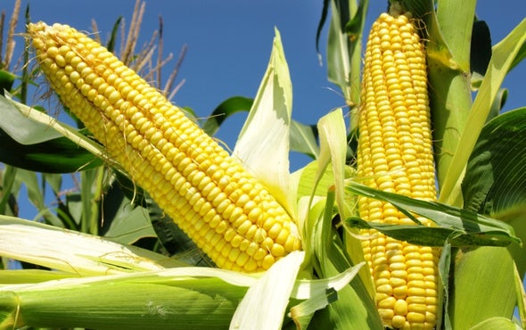 Rev Up Photosynthesis to Boost Crop Yields