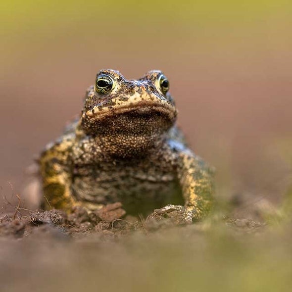 Wild Toads Saved from Killer Fungal Disease