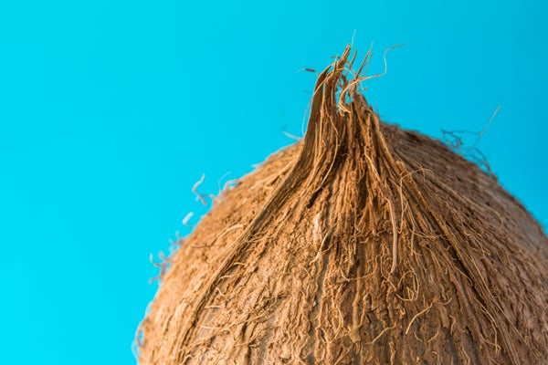 Single brown coconut on blue background