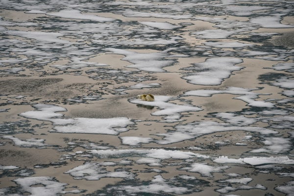 A polar bear floats on ice floes in Russia's Franz Josef Land archipelago