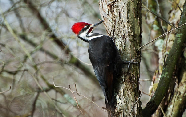 Head-Banging Woodpeckers Could Give Themselves a Concussion Every Day: Here’s Ho..