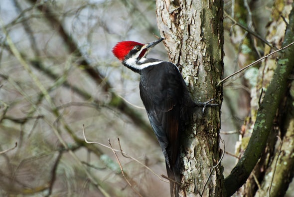 Head-Banging Woodpeckers Could Give Themselves a Concussion Every Day: Here's How They Avoid It