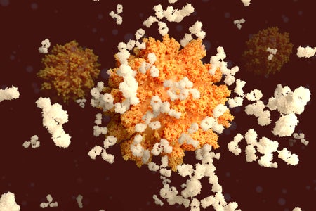 Antibodies binding to a coronavirus.