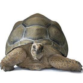 Tortoises to the Rescue: Re-wilding to Repair Ecological Damage ...