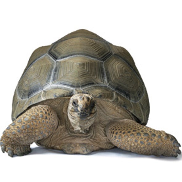 Tortoises to the Rescue: Re-wilding to Repair Ecological Damage