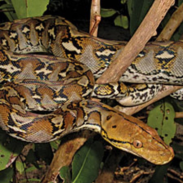 Python Predation: Big snakes poised to change U.S. ecosystems