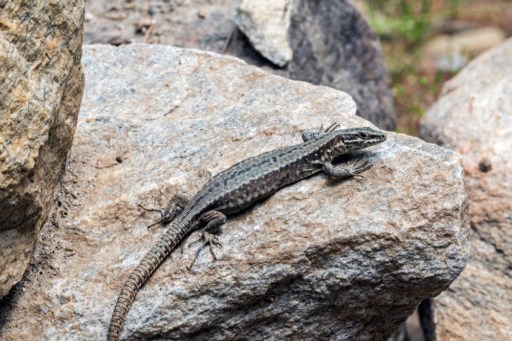 Some Lizards Can Smell Their Rivals' Size Scientific American