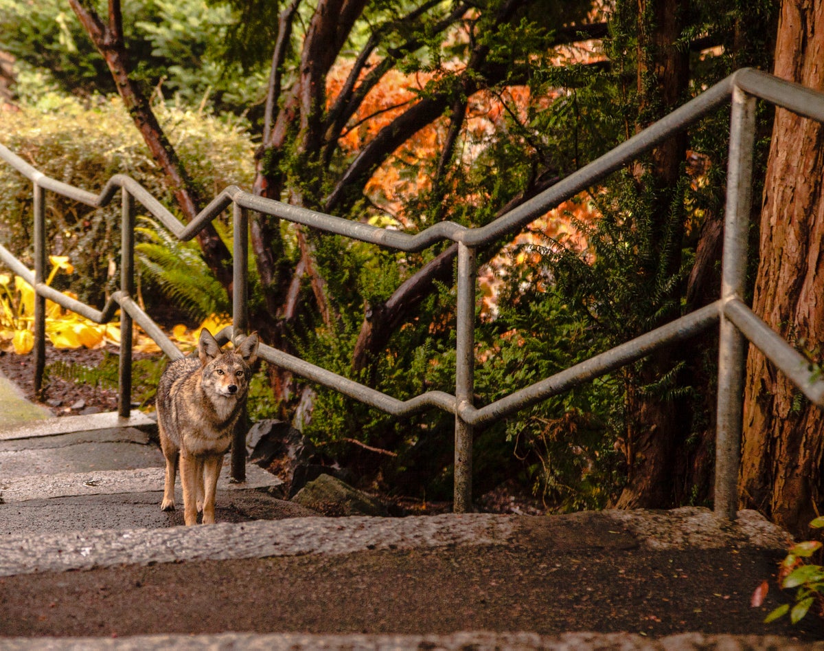 Coyotes Eat Everything from Fruits to Cats Biology Diagrams