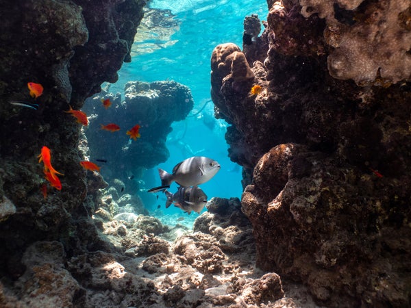 A coral reef off the coast of Israel. Scientists say some coral can escape deadly climate effects.