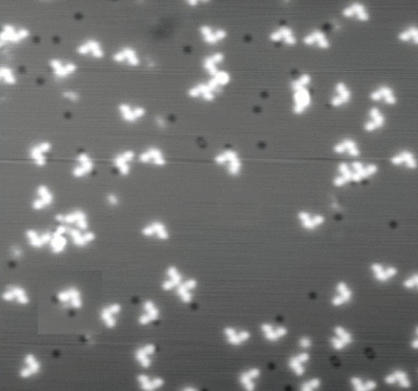 A black and white microscopy image showing white heart-shaped objects scattered against a grey background.