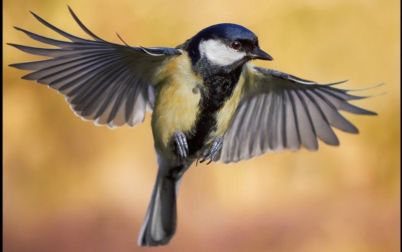 Humans May Be Influencing Bird Evolution In Their Backyards 