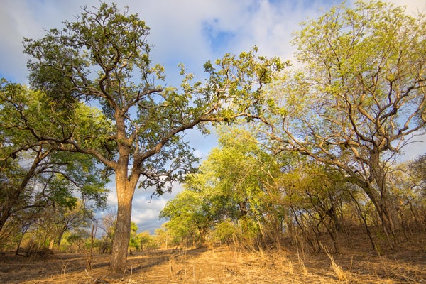 Landscape scene in Malawi with trees, tall dry grass and blue sky.