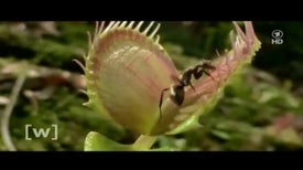 How Does a Venus Flytrap Know When to Clamp Shut?