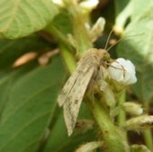 NECTAR FOR A BOLLWORM MOTH