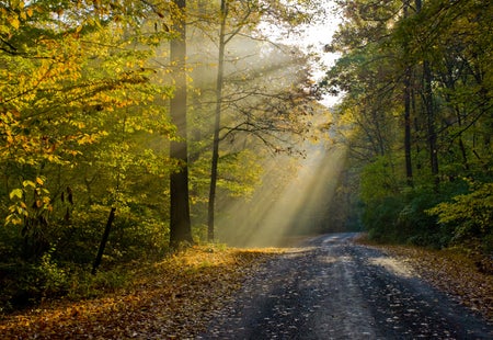 Country road in fall with sun beams