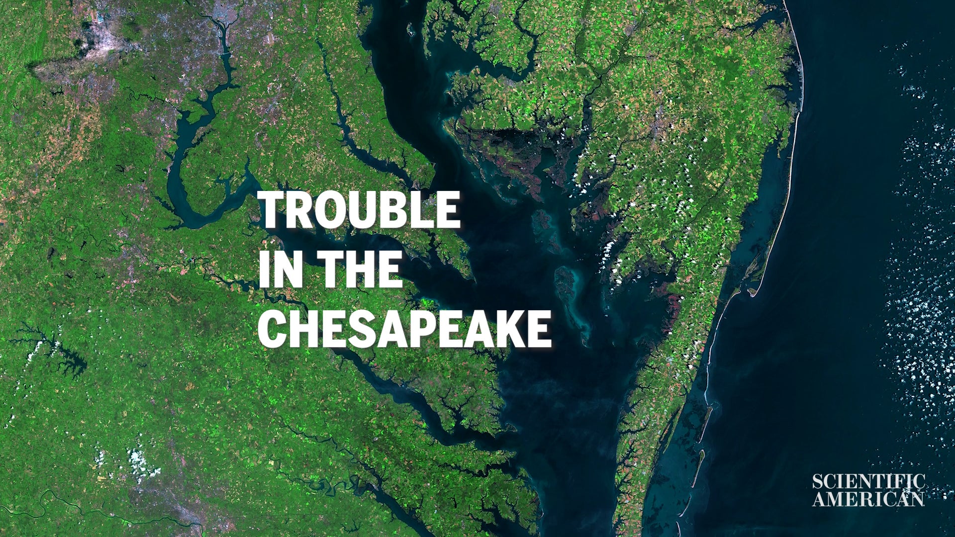 Chesapeake Körfezi Ölü Bölge Olacak mı?