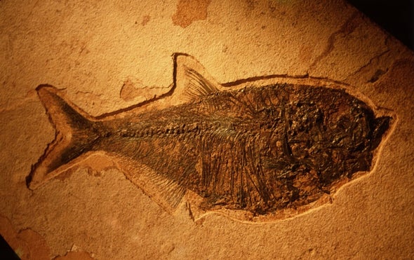 Rotting Flesh Offers Insight on Fossilization