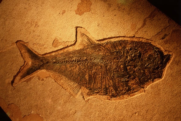 Rotting Flesh Offers Insight on Fossilization
