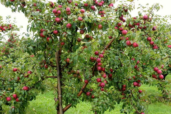 What an Apple-Picking Robot Means for the Future of Farm Workers -  Scientific American