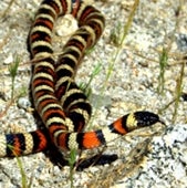 SAFE SNAKE: