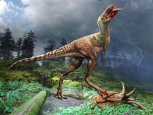 Tyrannosaur's Stomach Contents Have Been Found for the First Time