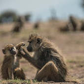 Amboseli Baboon Research Project is studying animals from Acacia's group.