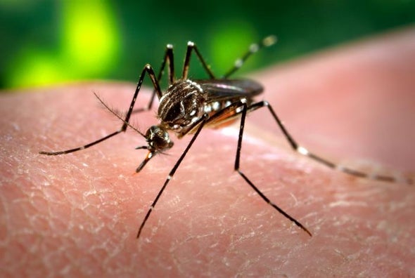 Zika Disease: Another Reason to Hate Mosquitoes