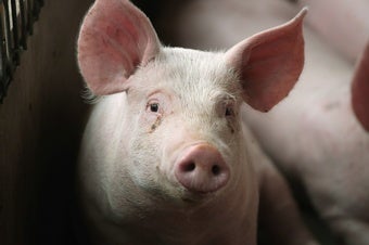 A Warming Climate Could Make Pigs Produce Less Meat