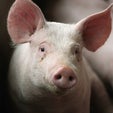 A Warming Climate Could Make Pigs Produce Less Meat