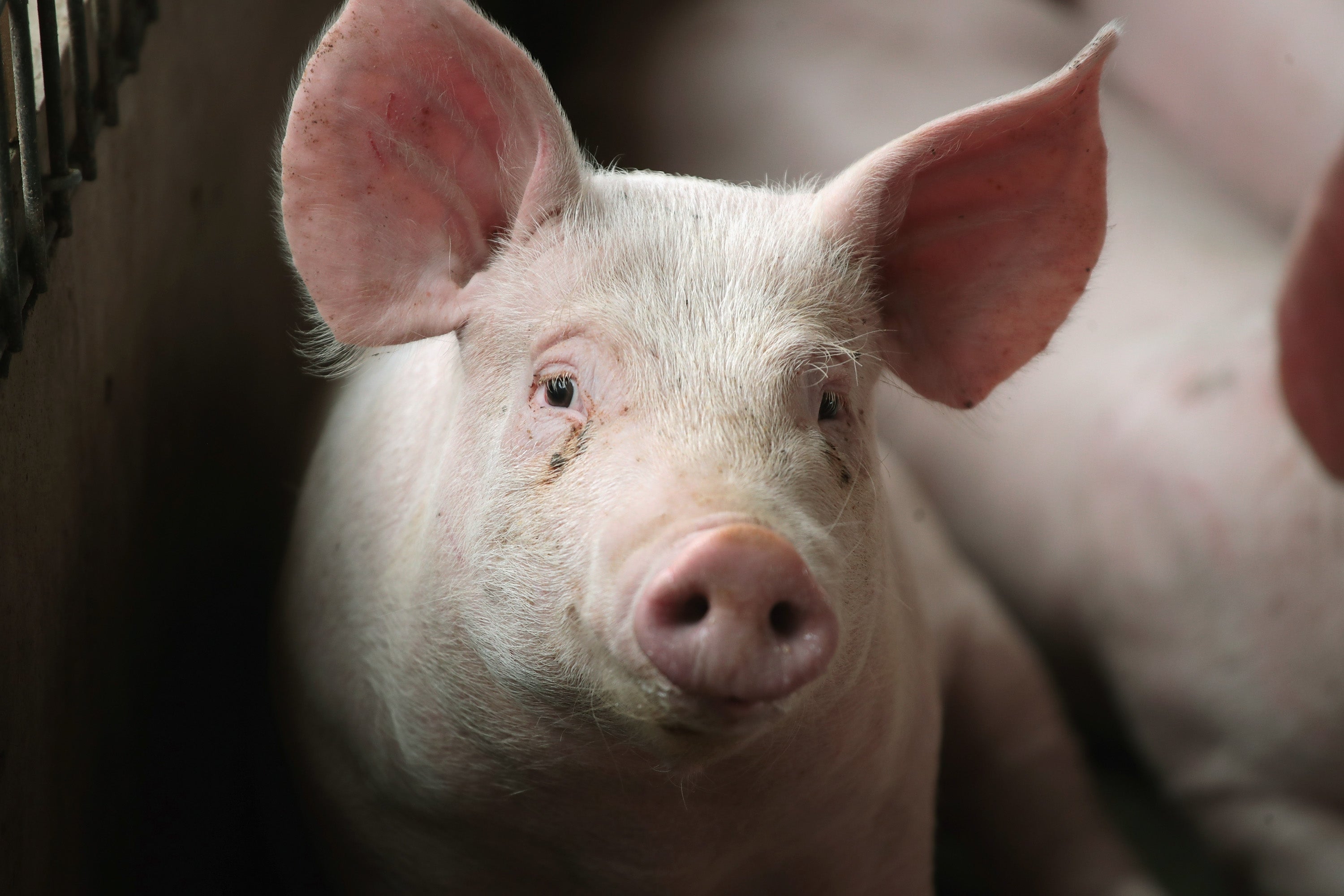 pork producer, california pig law