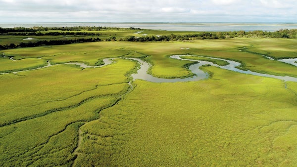 Tidal creeks cross Sapelo Island's salt marshes