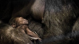 What Animals Know about Where Babies Come From
