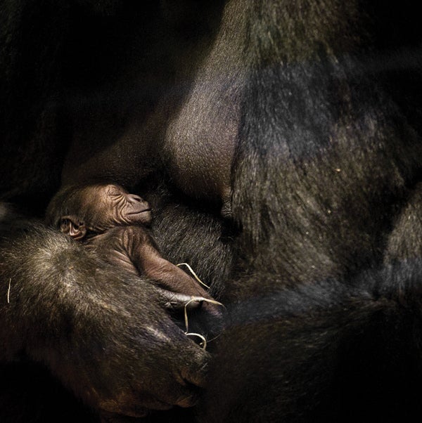 What Animals Know about Where Babies Come From - Scientific American
