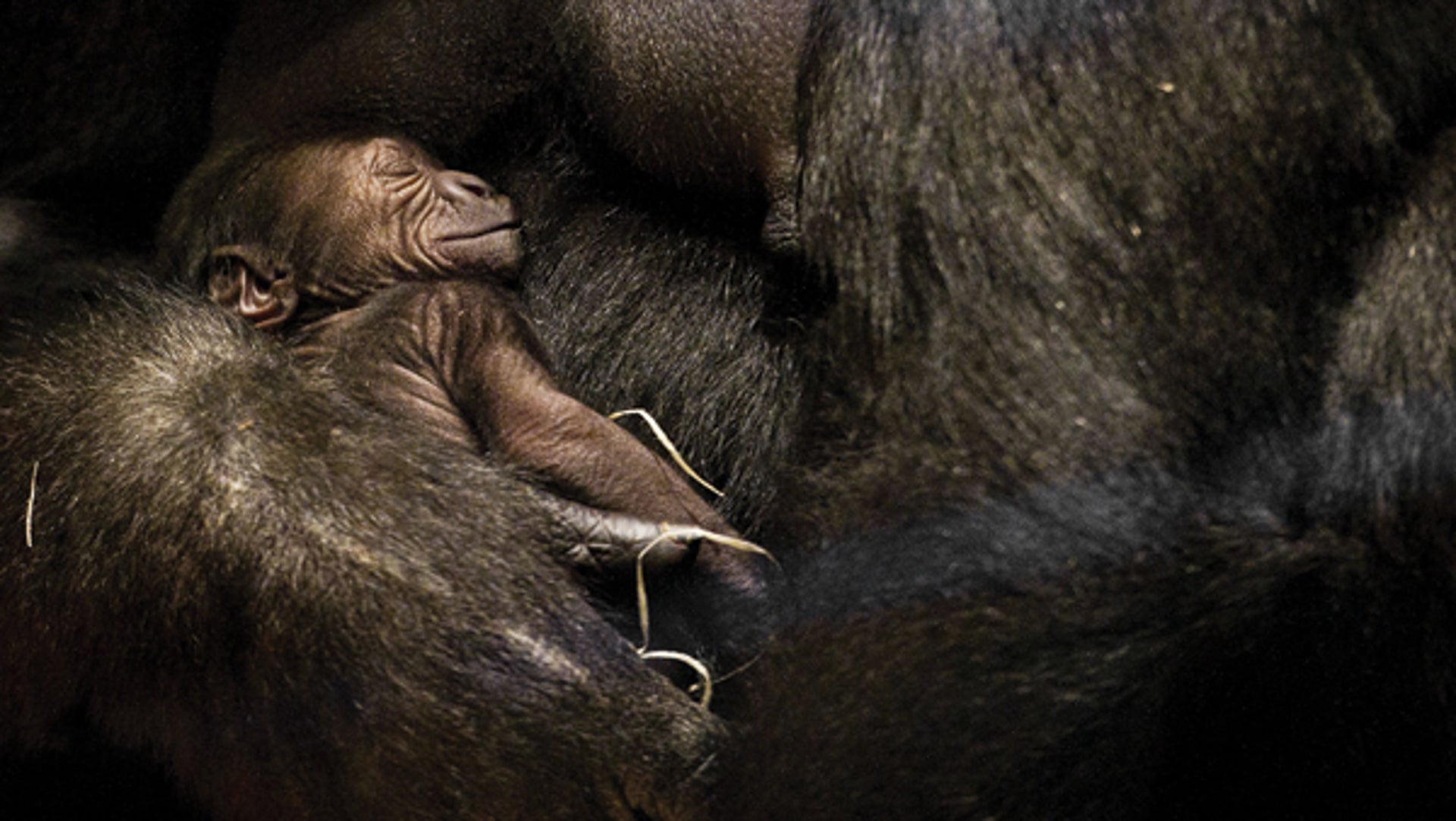 What Animals Know about Where Babies Come From | Scientific American