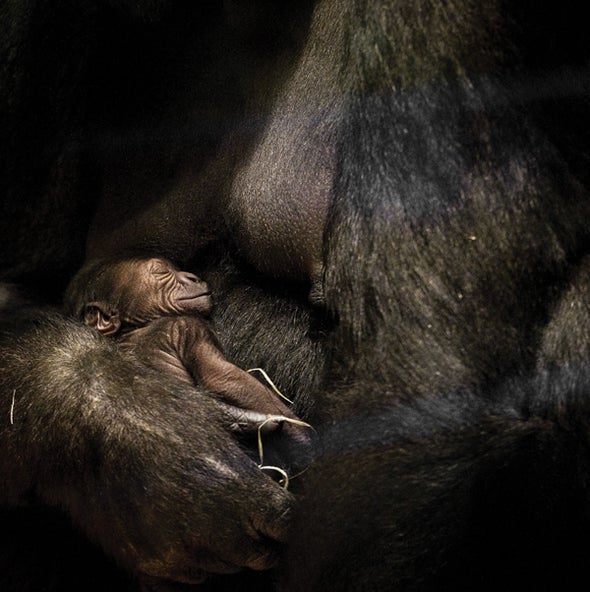 What Animals Know about Where Babies Come From