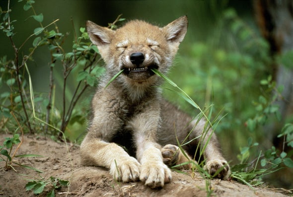 Some Wolf Pups Show Innate Fetching Talent