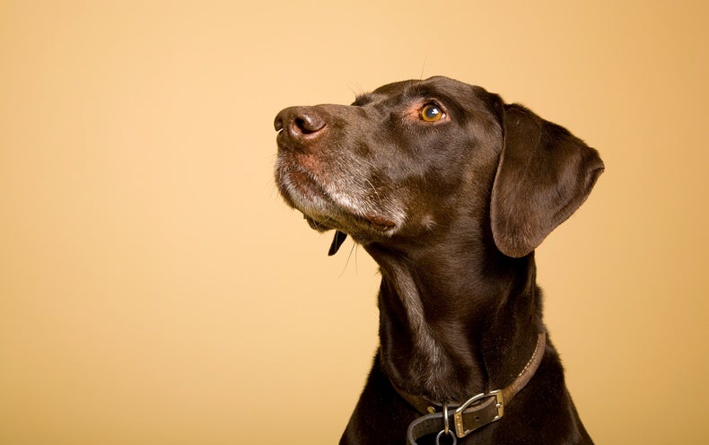 what dogs are best for epilepsy